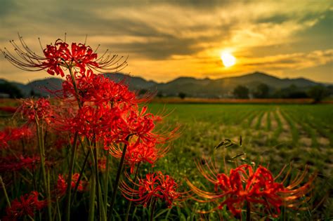 彼岸花風水|彼岸花の風水的飾り方！曼珠沙華と呼ばれる花の本当のパワー！